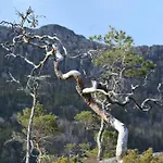 Hardanger Fjordtun Treetopcabin, Nature, Birds, Silence, Fjord And Many Hikes Nearby