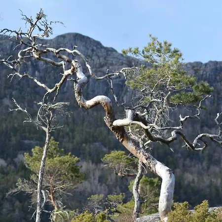 Treetop Cabin Gem - A Forest Feeling By The Hardangerfjord