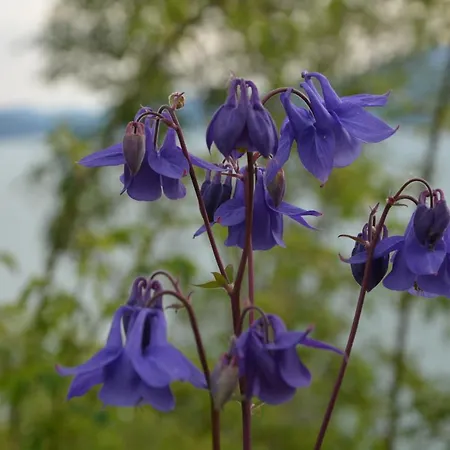 Appartamento Treetop Cabin Gem - A Forest Feeling By The Hardangerfjord *