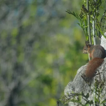 Treehut, Nature, Birds, Silence And Fjord Apartment Herand