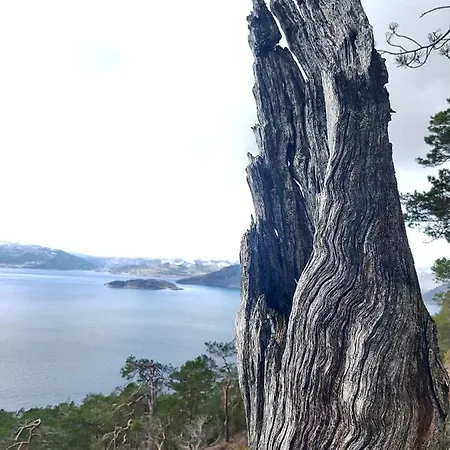 Appartamento Treetop Cabin Gem - A Forest Feeling By The Hardangerfjord