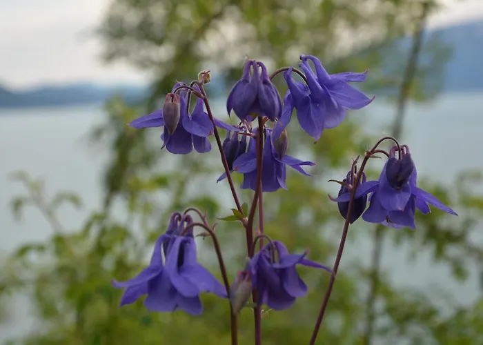 Lejlighed Hardanger Fjordtun Treetopcabin, Nature, Birds, Silence, Fjord And Many Hikes Nearby *