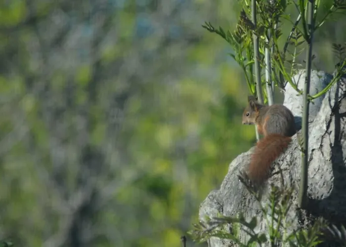 Hardanger Fjordtun Treetopcabin, Nature, Birds, Silence, Fjord And Many Hikes Nearby Lejlighed Herand
