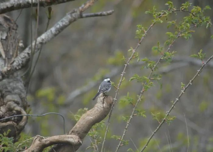 Lejlighed Hardanger Fjordtun Treetopcabin, Nature, Birds, Silence, Fjord And Many Hikes Nearby *