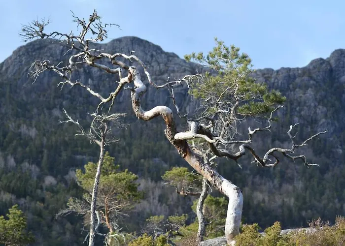 Hardanger Fjordtun Treetopcabin, Nature, Birds, Silence, Fjord And Many Hikes Nearby